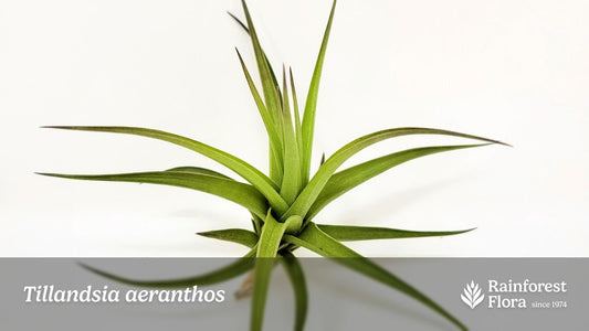 Notes from Tillandsia II: Tillandsia aeranthos - Rainforest Flora