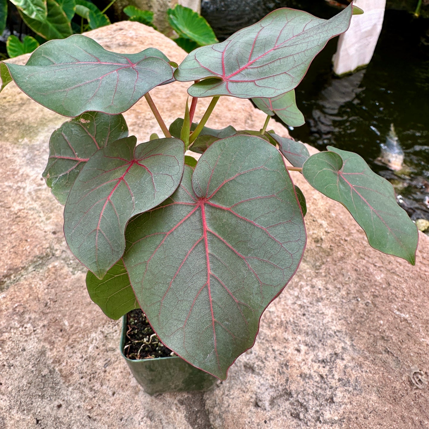 Ficus petiolaris