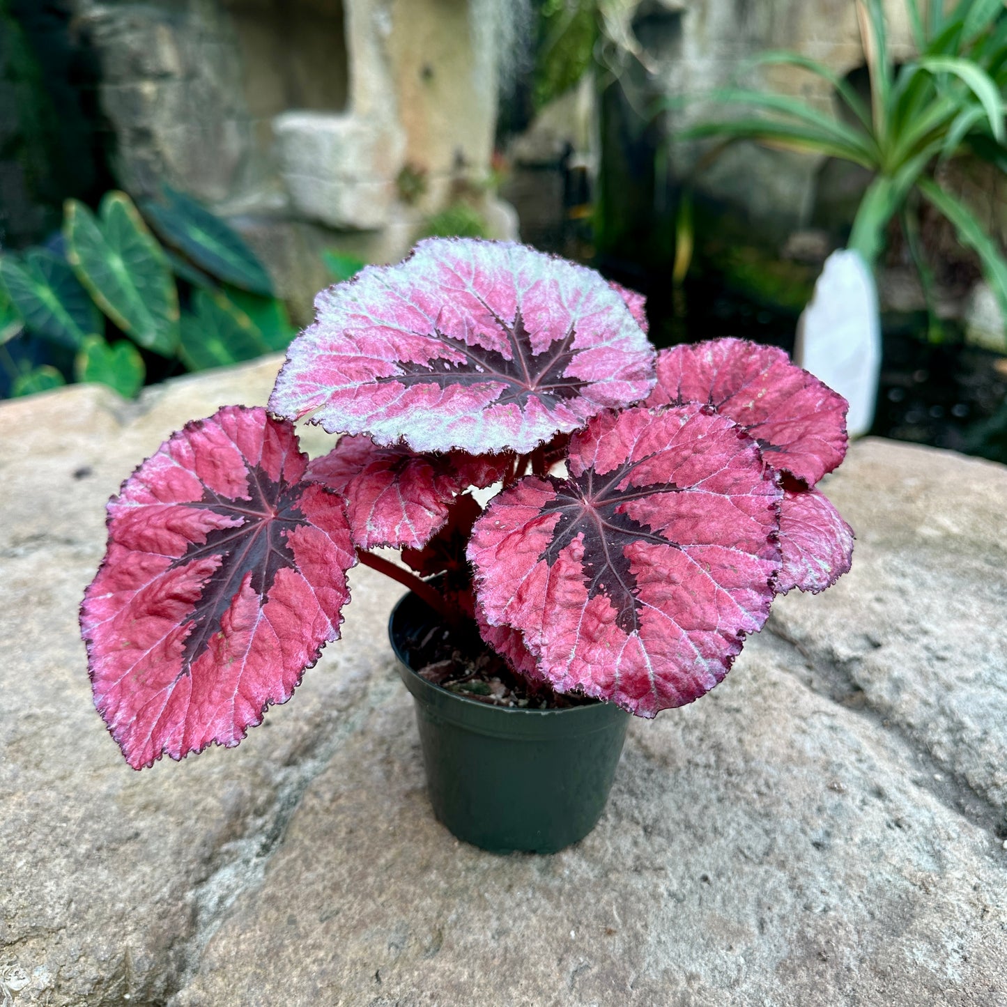 Assorted Rex Begonia
