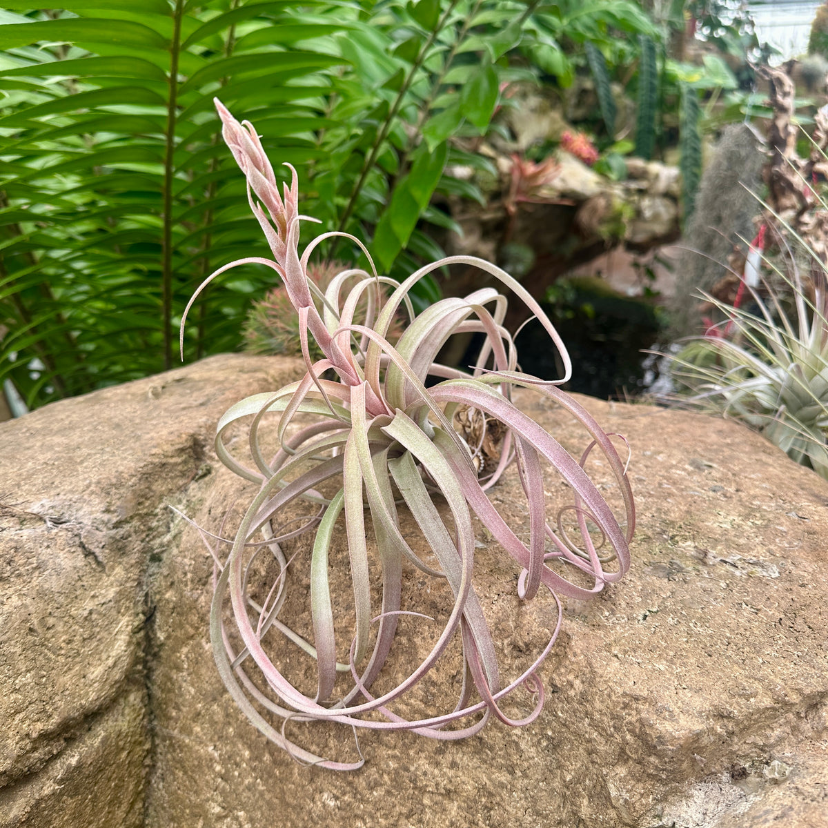Specimen 26, One Available