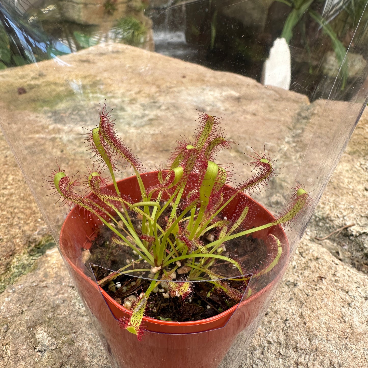 Drosera spp (Octopus Plant)