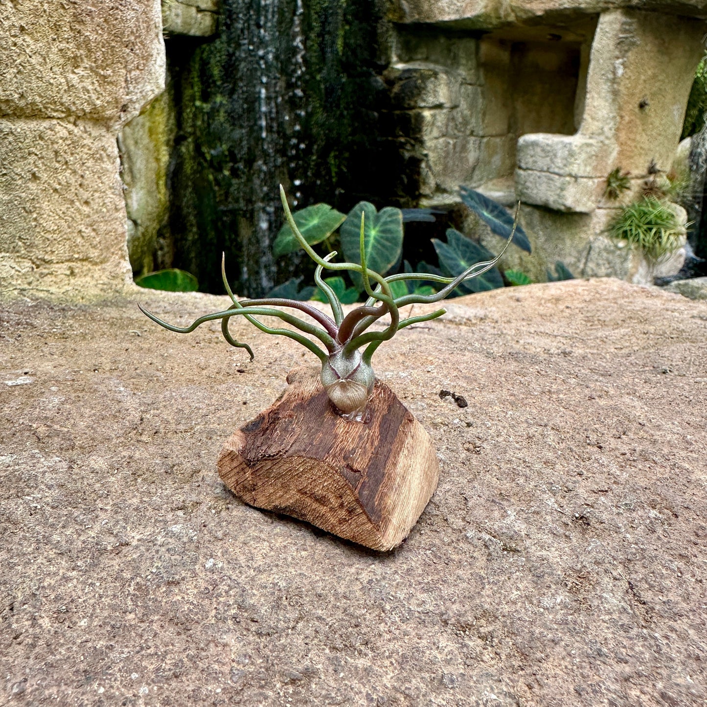 Tillandsia Mini Mounted On Grapewood Sitting