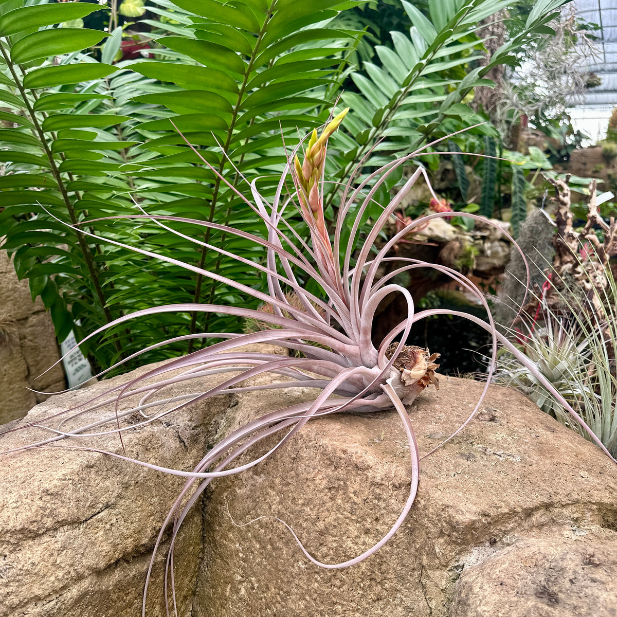 Specimen 30, One Available