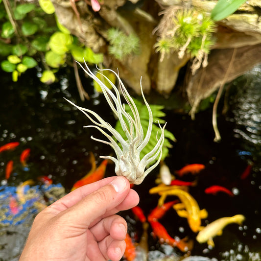 Tillandsia 'Ty' (T. ehlersiana X T. bulbosa)