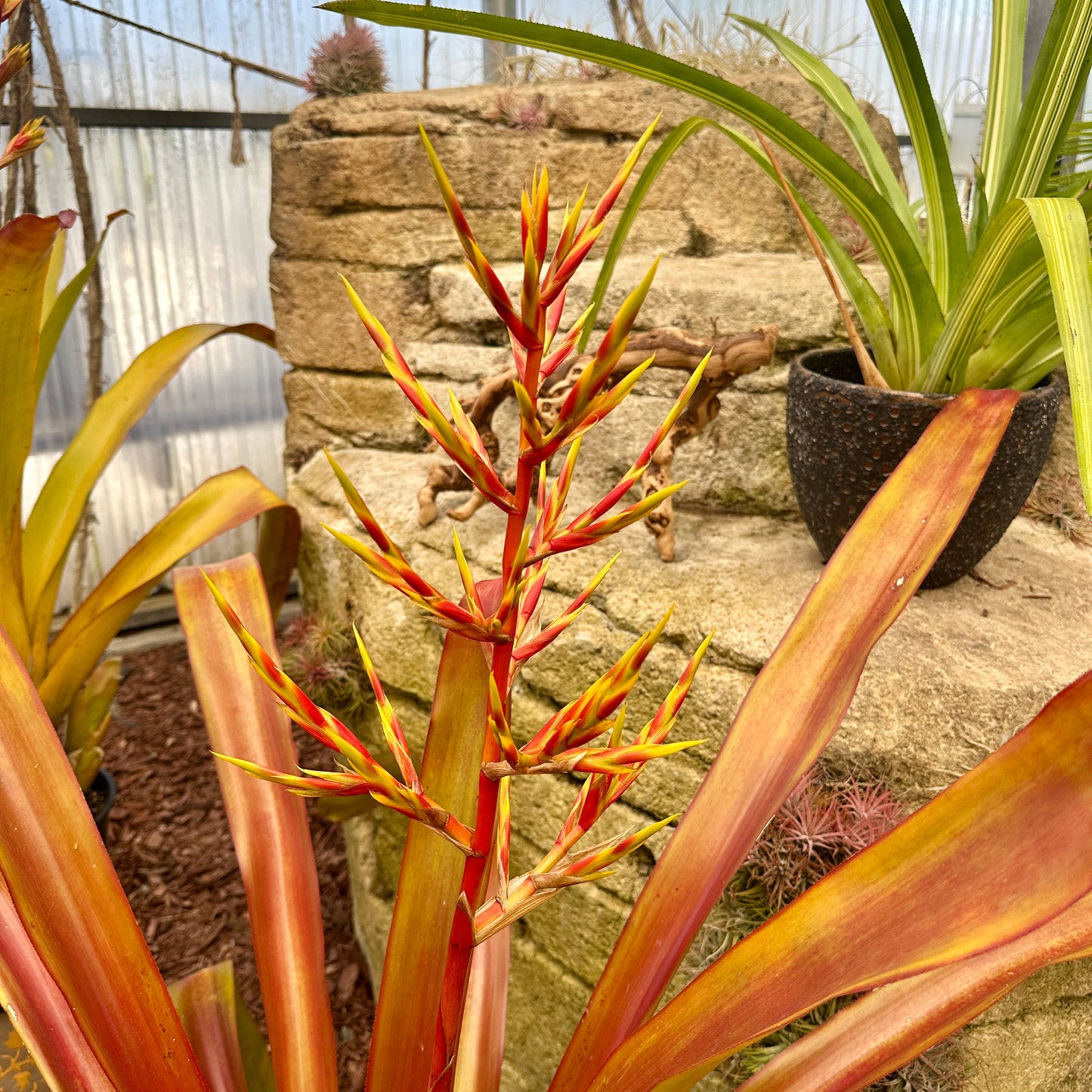 Aechmea blanchetiana
