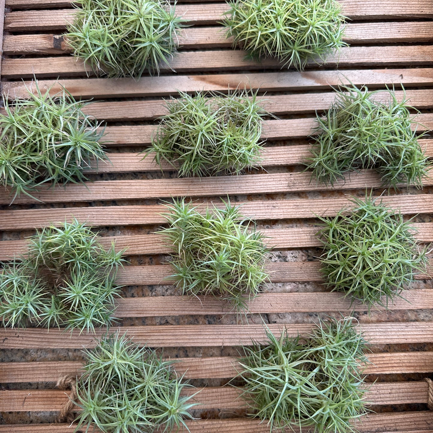 Tillandsia aeranthos ‘Miniata Mini Me’