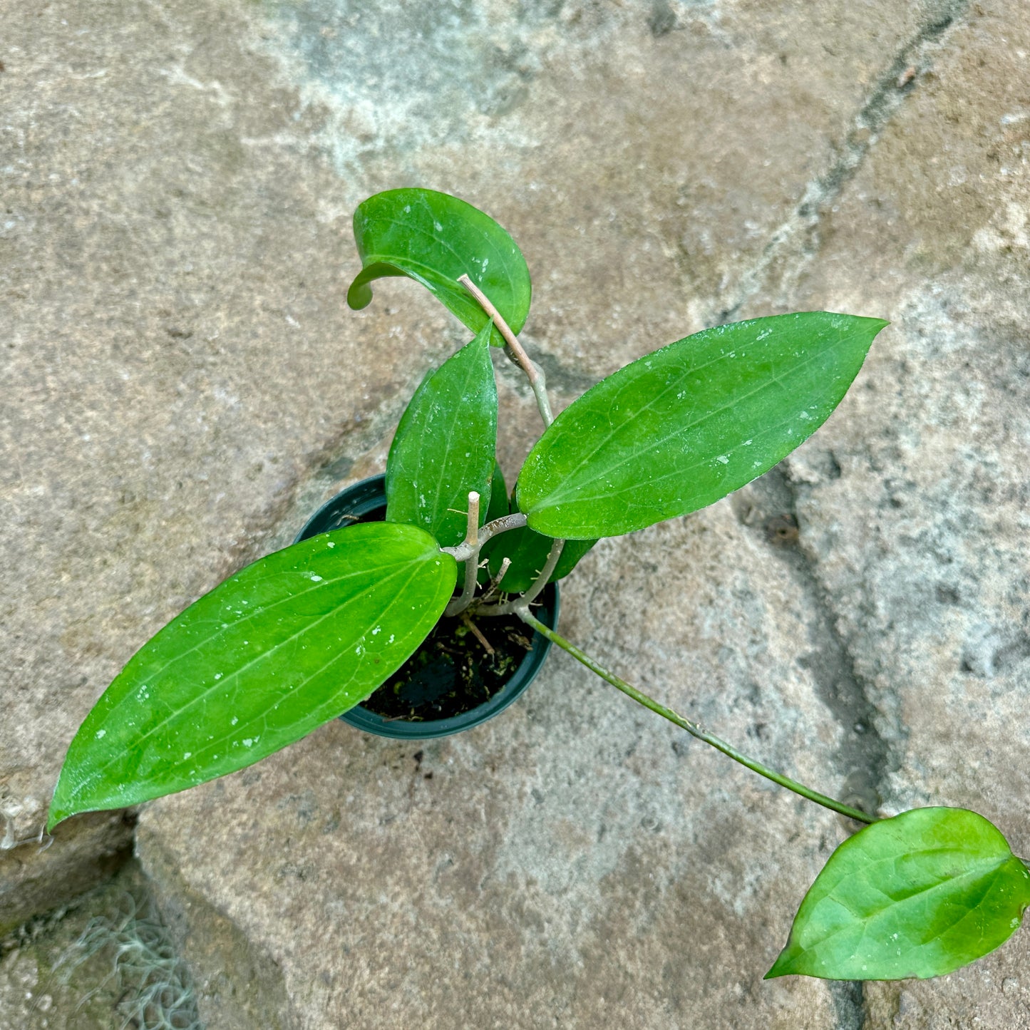 Hoya cinnamomifolia