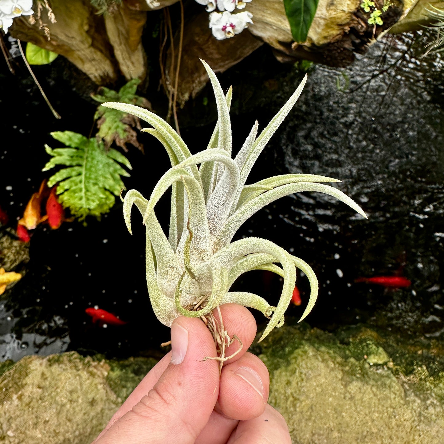 Tillandsia klausii
