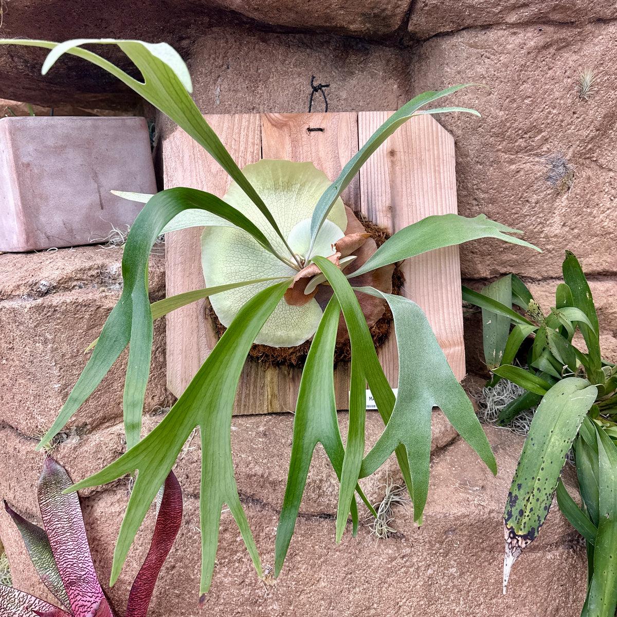 Platycerium ‘Mauna Loa’ (Staghorn fern)