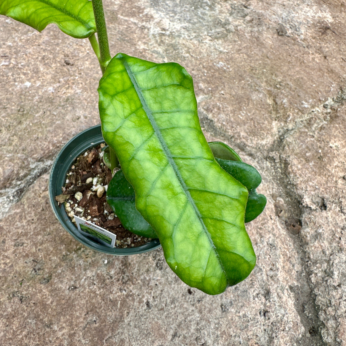 Hoya globulosa