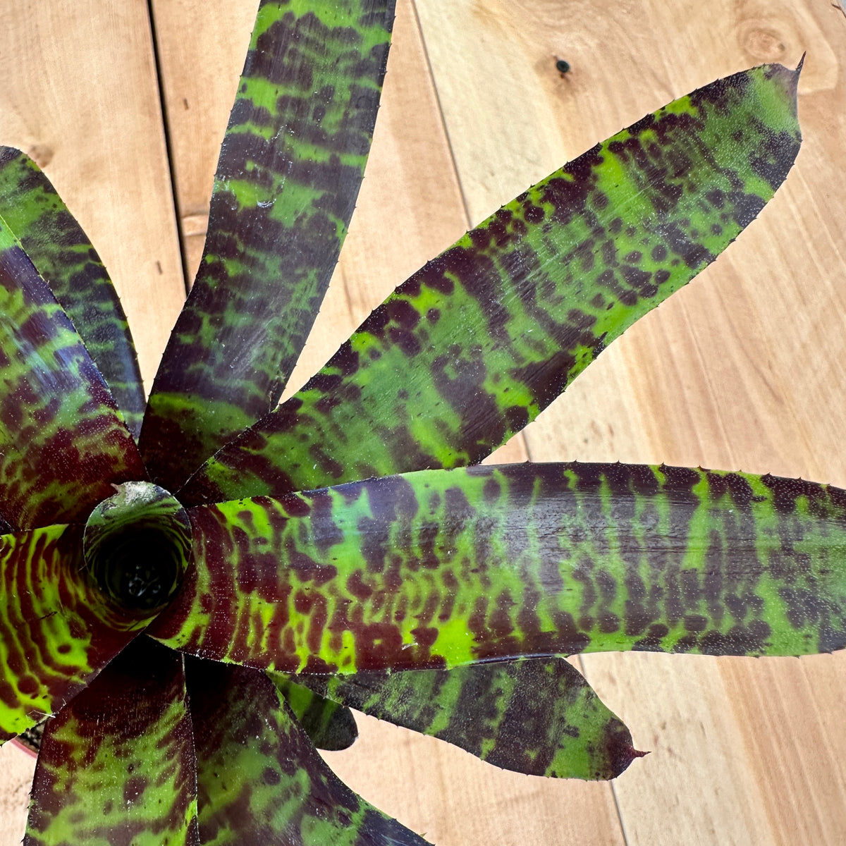 Neoregelia ‘Savoy Truffle’