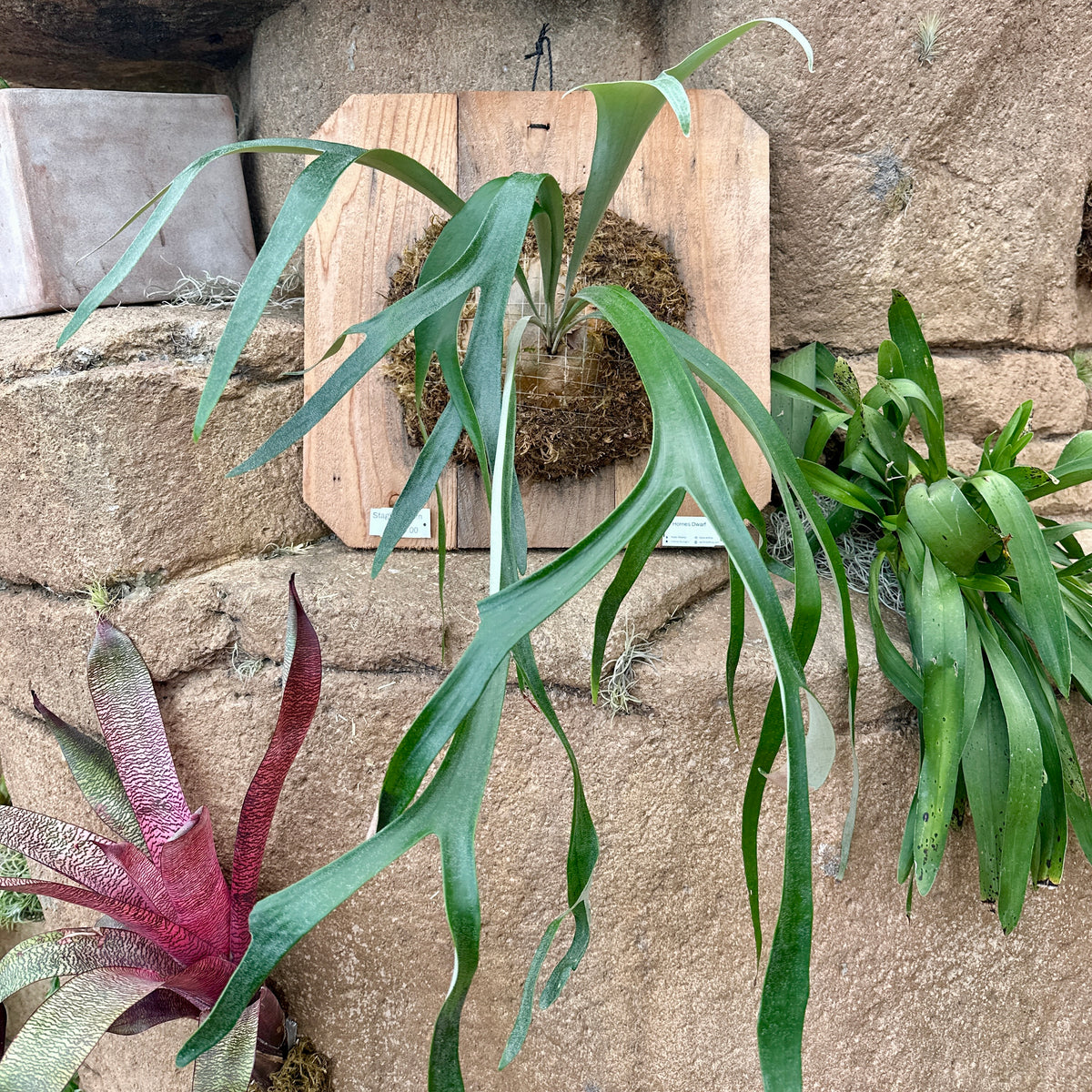 Platycerium ‘Horne’s Dwarf’ (Staghorn fern)