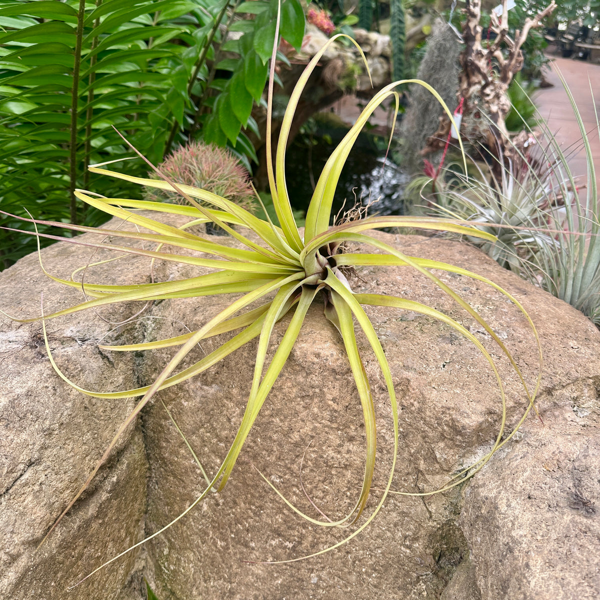 Specimen 25, One Available