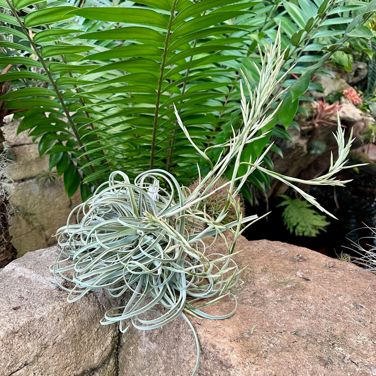 Specimen 40, One Available