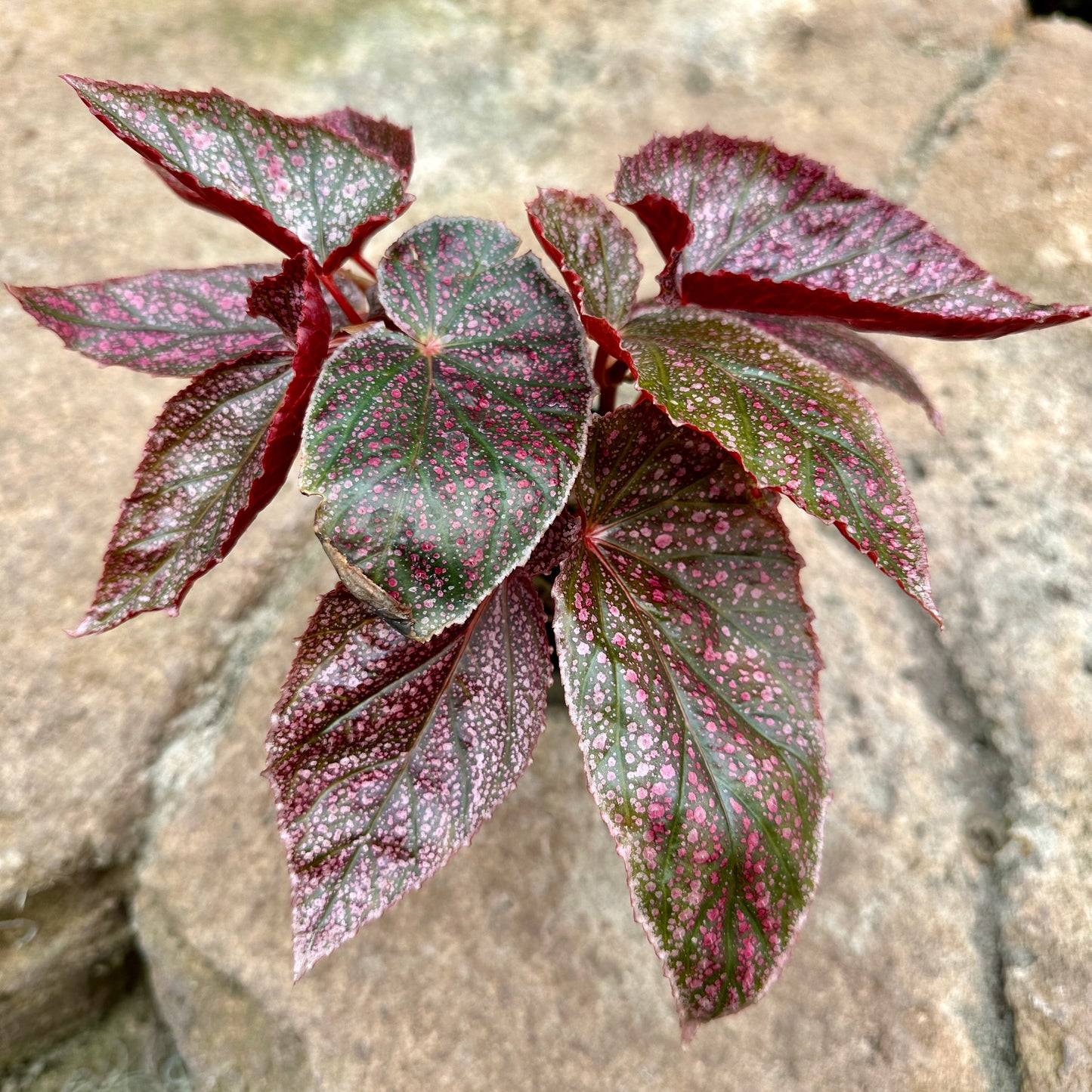 Angel Wing Begonia ‘Maurice Amey’