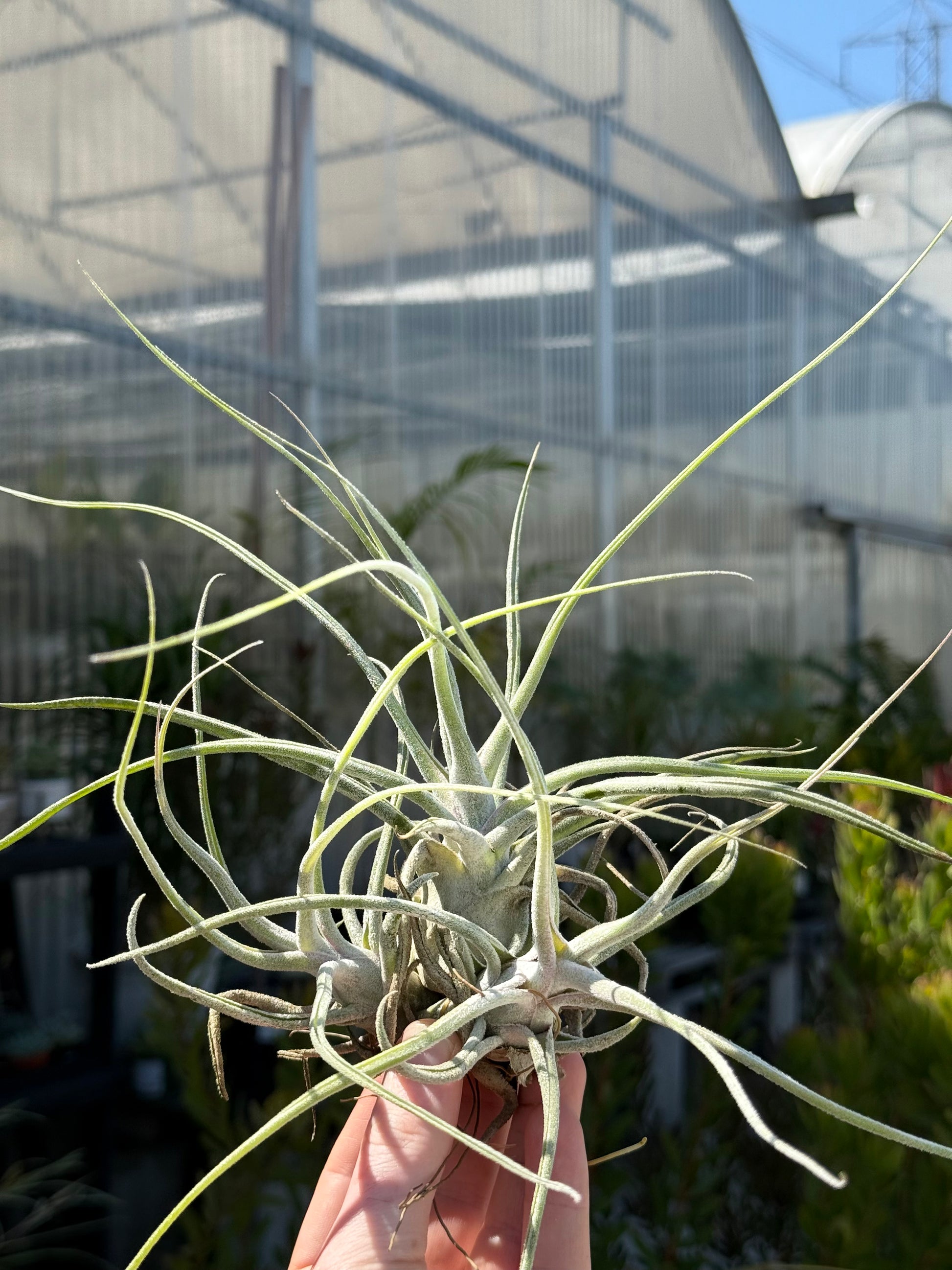 A hand cradles a Tillandsia ehlersiana by Rainforest Flora, with its thin, green tendrils reaching outward, epitomizing lithophytic growth. In the background, a greenhouse stands proudly under a clear blue sky.