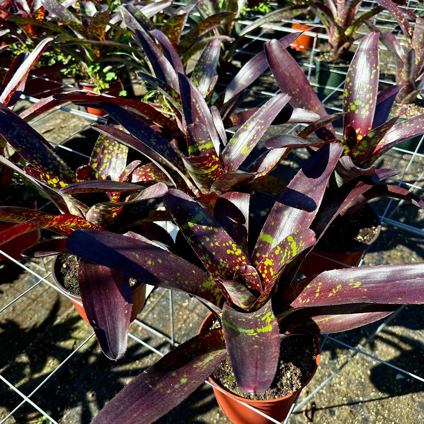 Neoregelia 'Osser' Big Spot