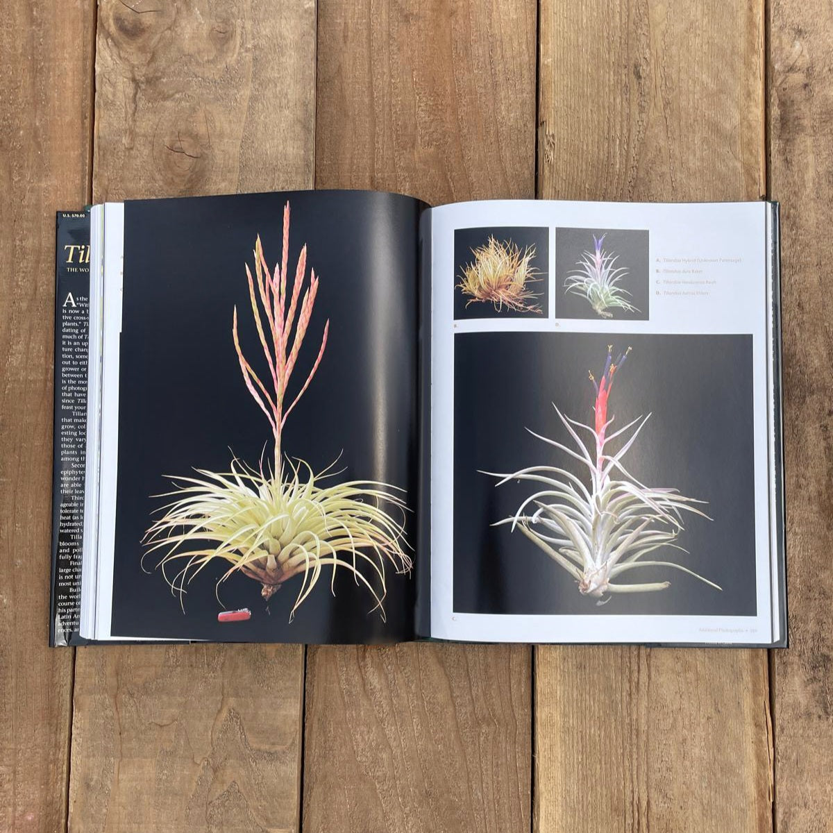 Tillandsia II, by Paul T. Isley III
