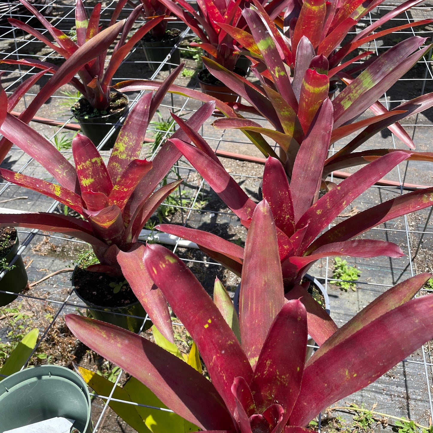 Neoregelia 'Red Sensation'