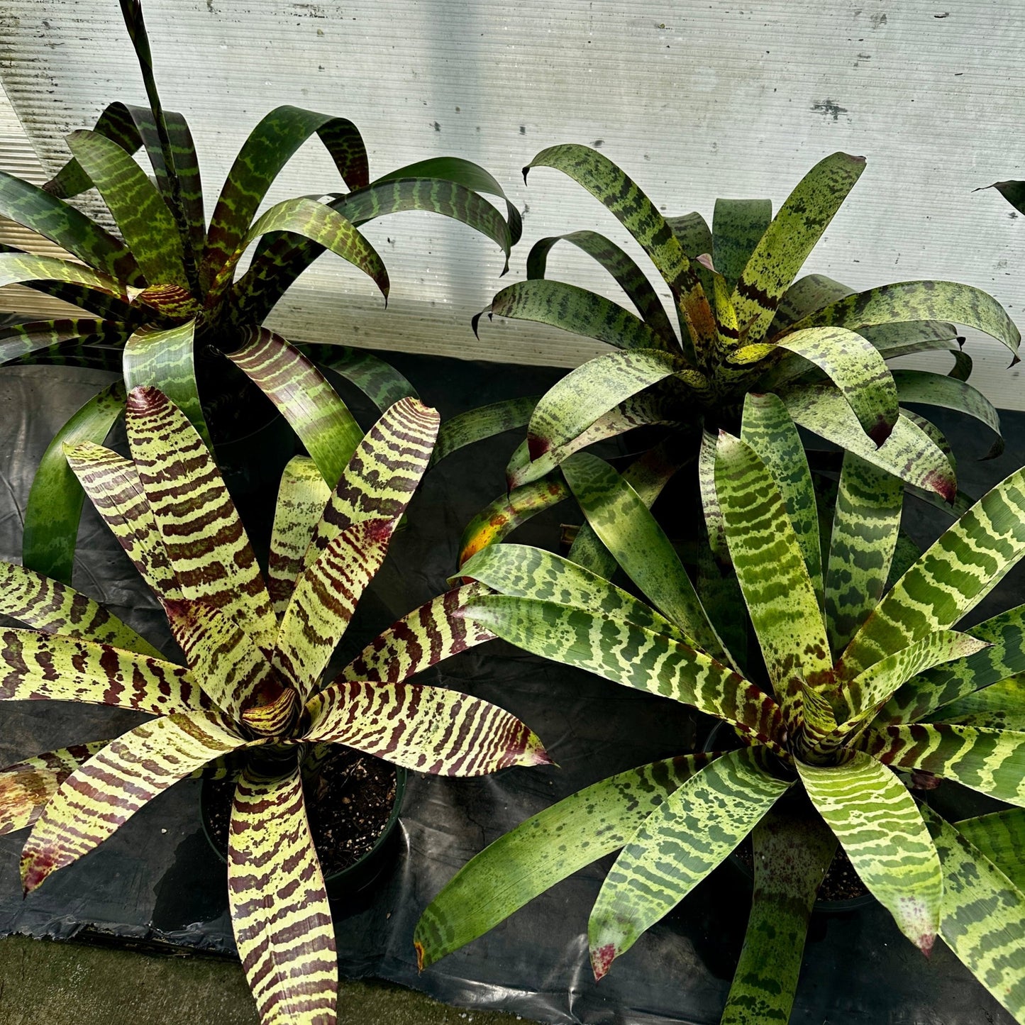 Rainforest Flora - Lutheria splendide F2 - group view