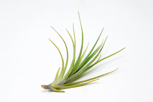 Tillandsia 'Mystic Magic' side view - Rainforest Flora