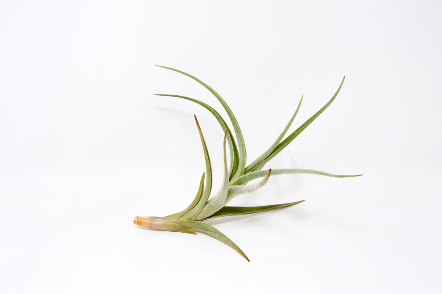 Tillandsia 'Mystic Rainbow' - Rainforest Flora