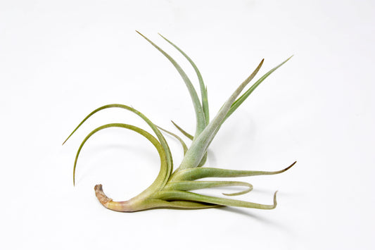 Tillandsia 'Mystic Trumpet' - Rainforest Flora