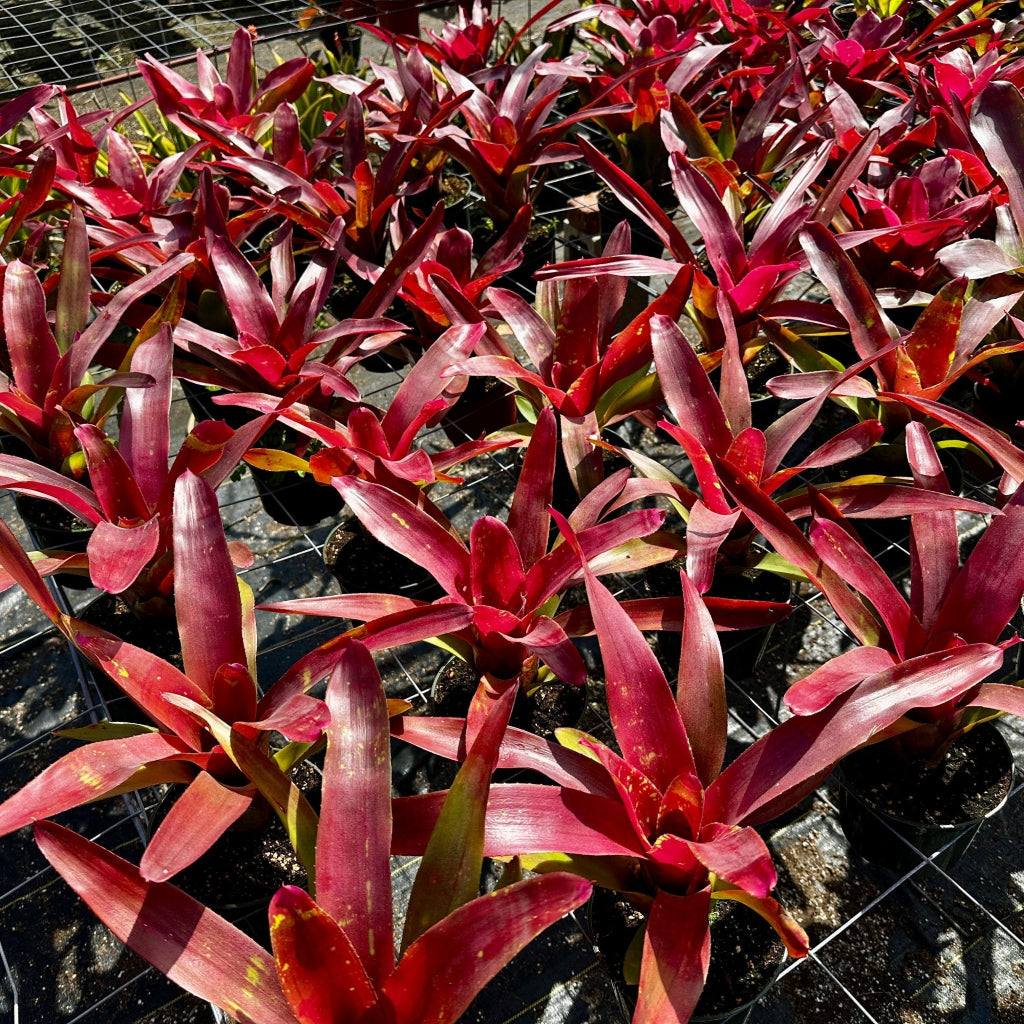 Rainforest Flora - Neoregelia 'Petra' - group view