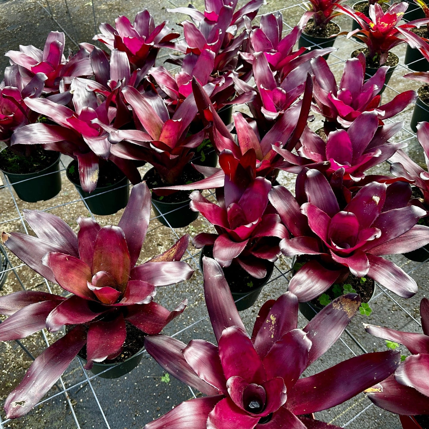 Rainforest Flora - Neoregelia 'Voodoo Doll' - group view