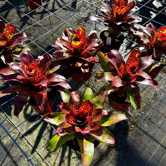Rainforest Flora Neoregelia 'Winnie The Pooh' - group view