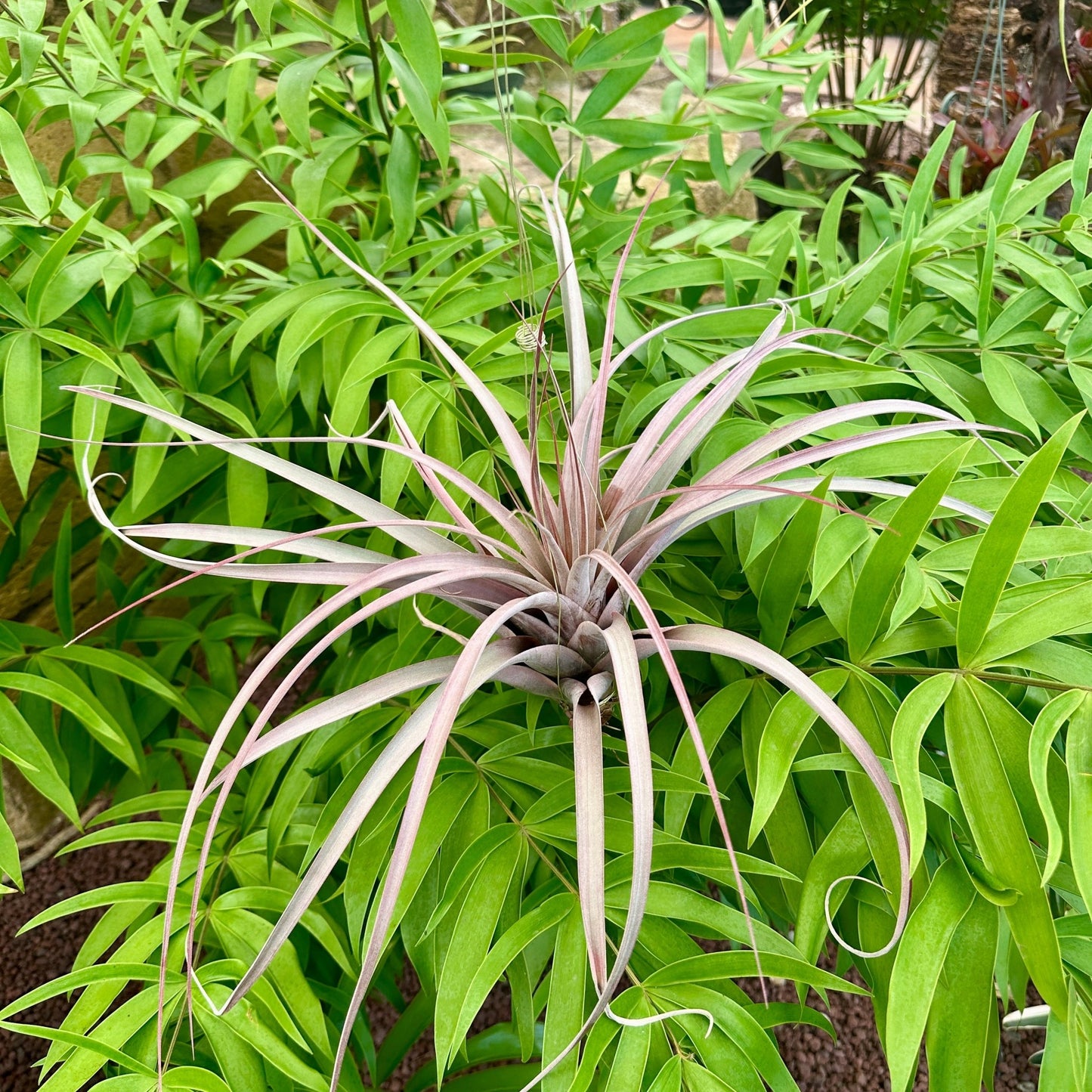 Specimen 9, One Available - Rainforest Flora