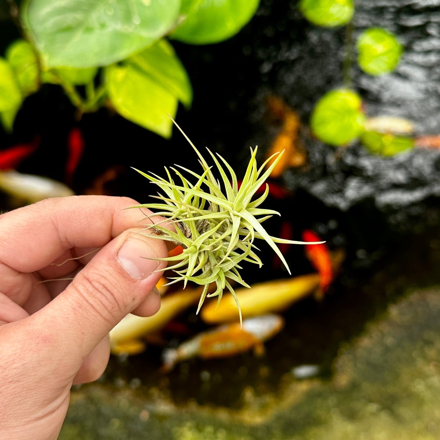 Rainforest Flora - Tillandsia cocoensis small - above view
