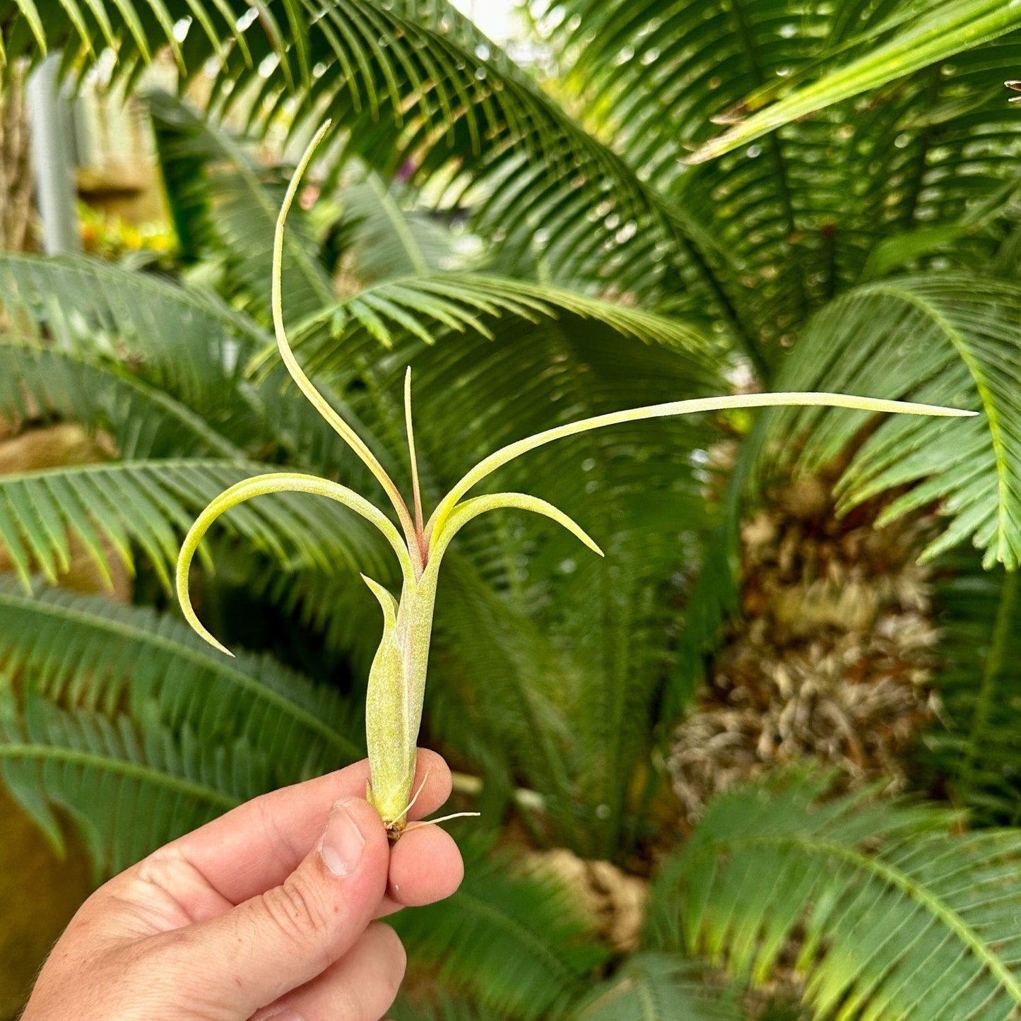 Rainforest Flora - Tillandsia intermedia medium - side view