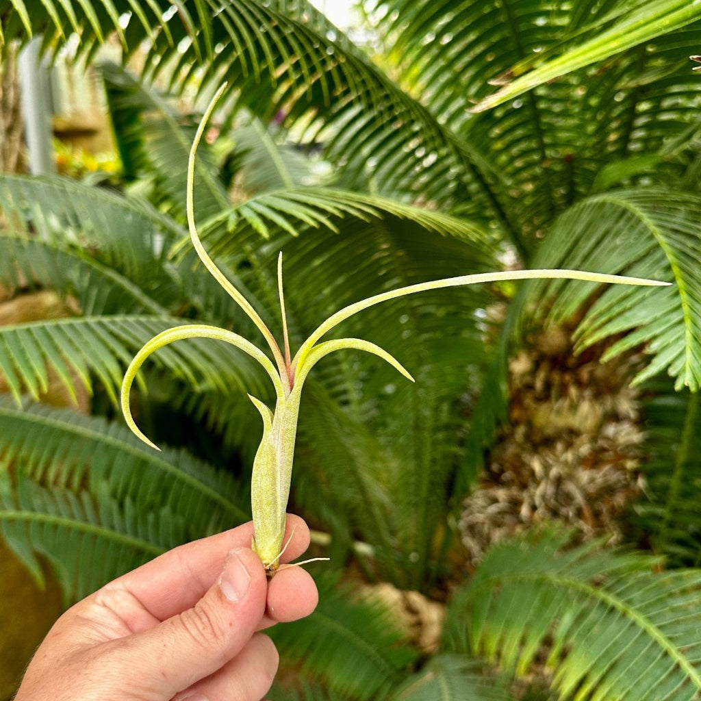 Rainforest Flora - Tillandsia intermedia medium - side view