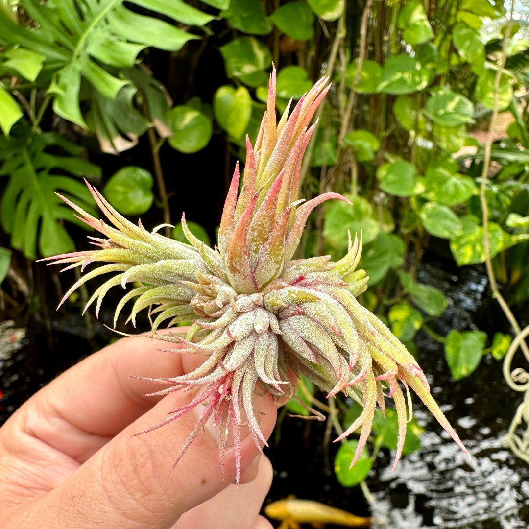 Tillandsia ionantha ‘Peanuts’ (Tillandsia ionantha v. stricta f. fastigata) - Rainforest Flora