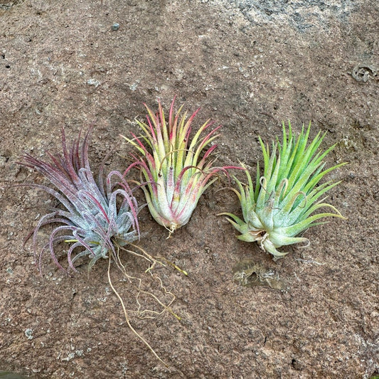 Tillandsia ionantha 'Rubra' - Rainforest Flora