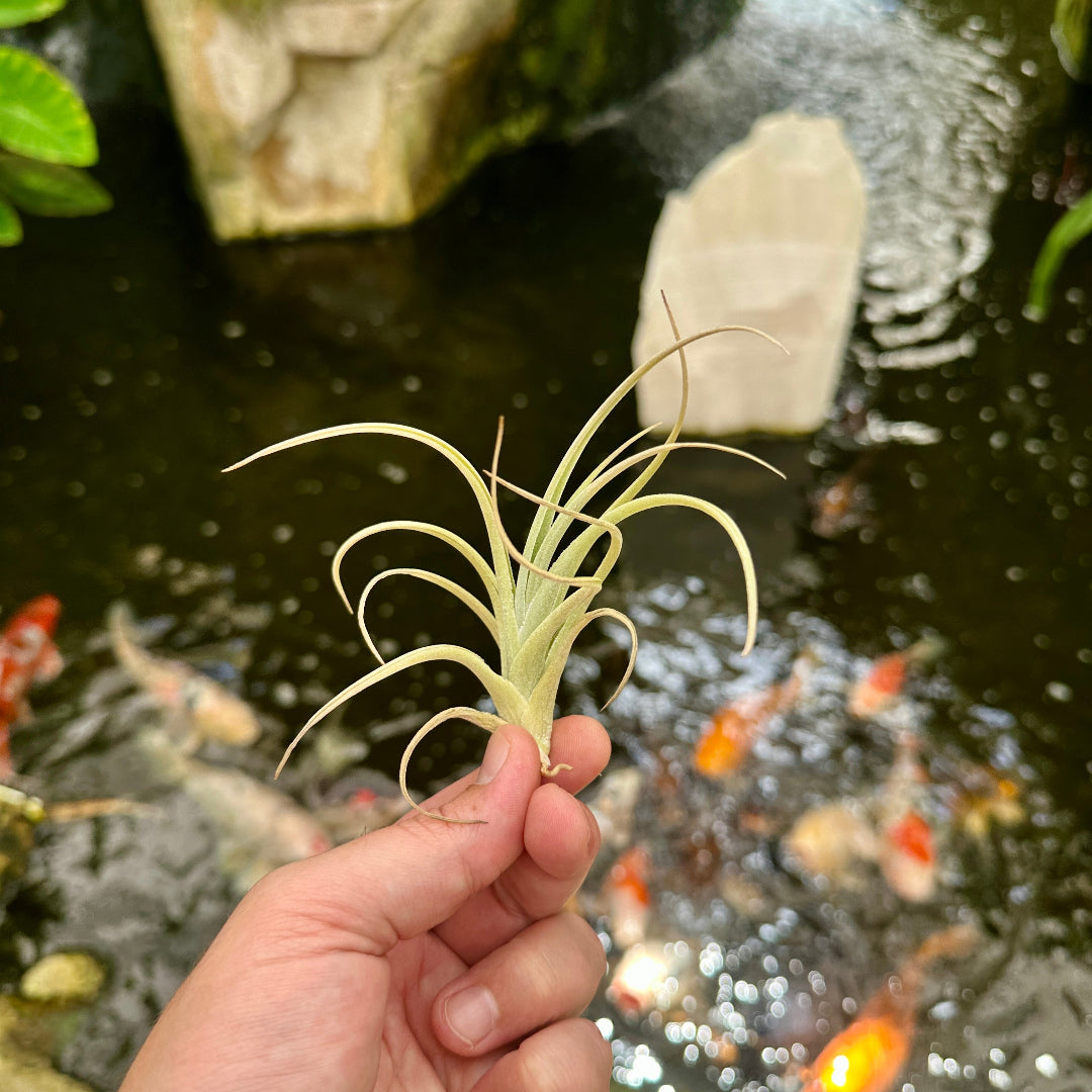 Rainforest Flora - Tillandsia toropiensis - front view
