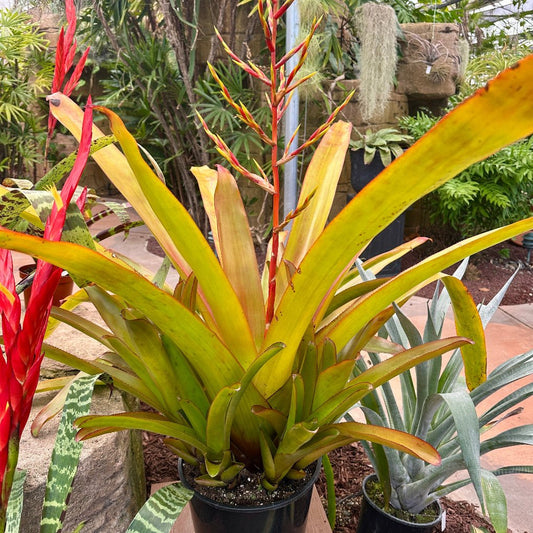 Aechmea blanchetiana - Rainforest Flora