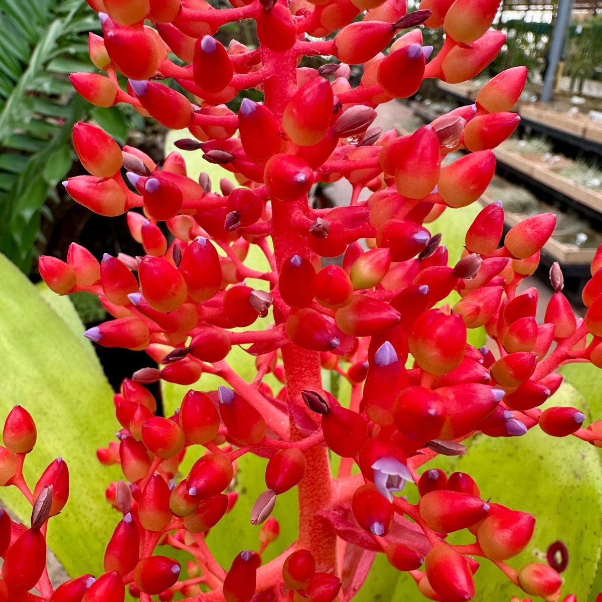 Aechmea ‘Burning Bush’ (A. fulgens x A. ramosa) - Rainforest Flora