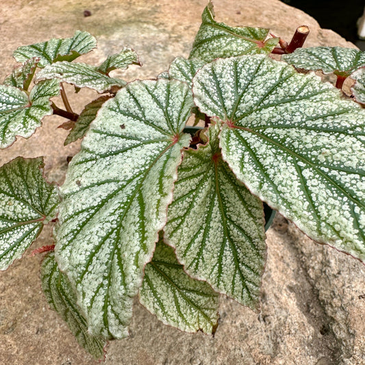 Angel Wing Begonia ‘Don Miller’ - Rainforest Flora