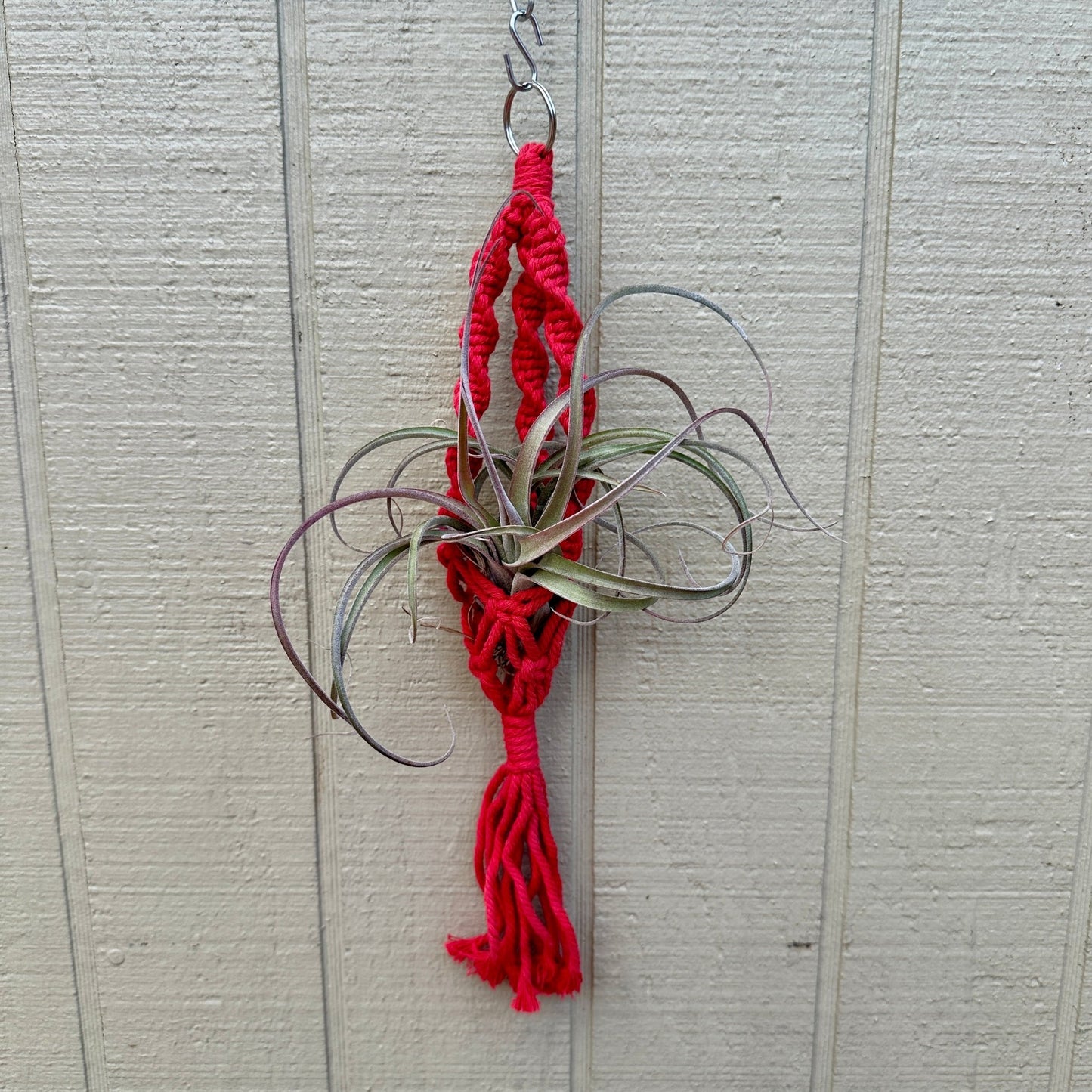 Boho Macrame Tillandsia Plant Holder – Hanging Air Plant Display (6 Rainbow Colors) - Rainforest Flora
