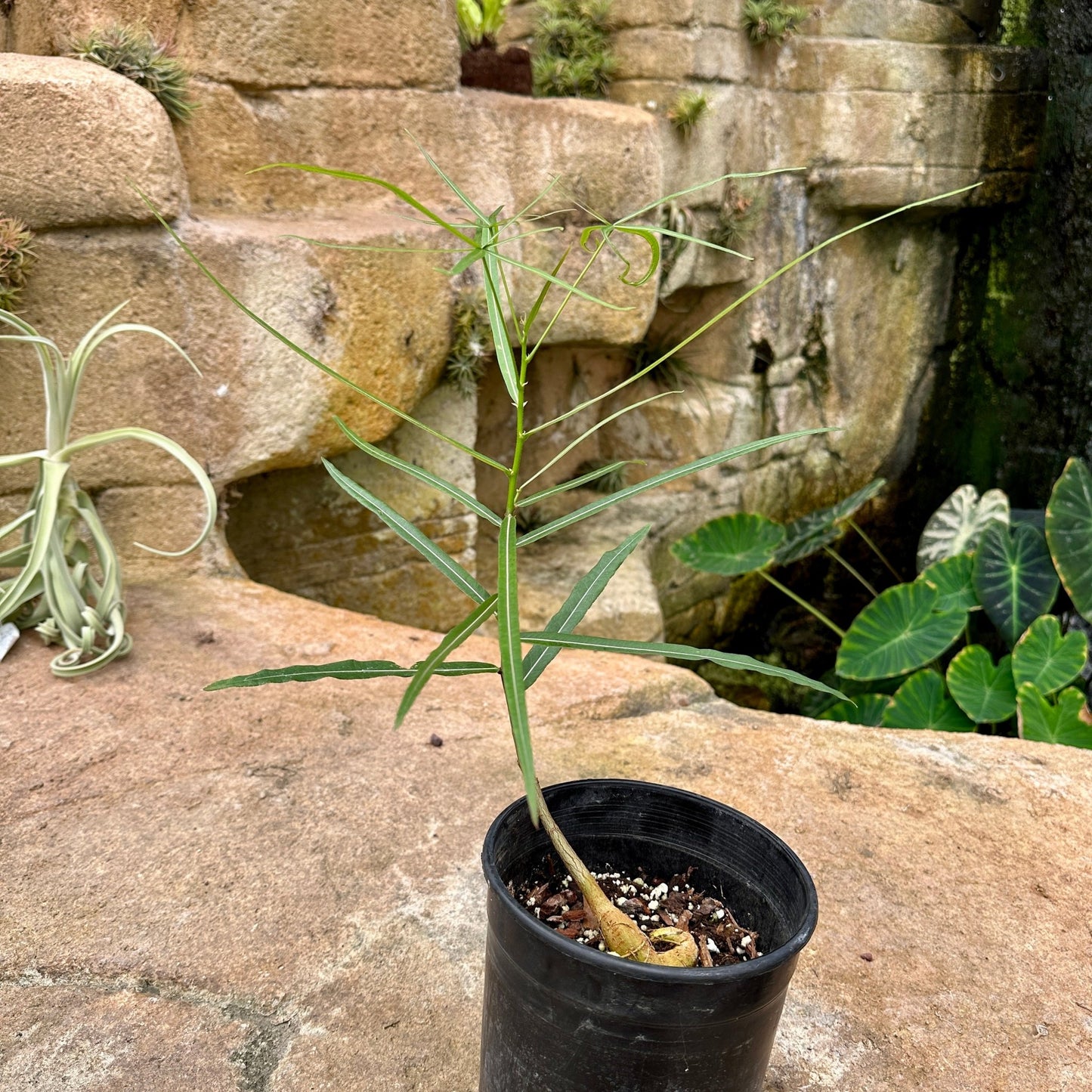 Brachychiton rupestris - Queensland Bottle Tree - Rainforest Flora