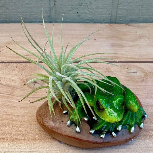 Ceramic Frog & Pebble Air Plant Holders – Hand-Painted Frogs with Live Tillandsia, 3" - Rainforest Flora
