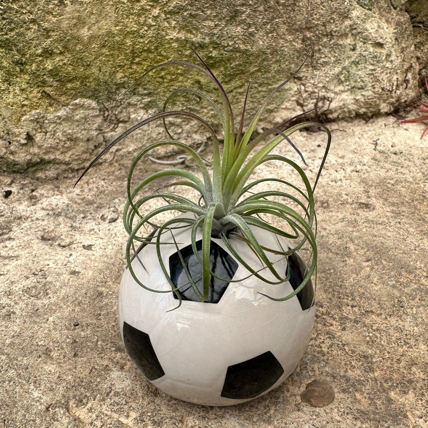 Ceramic Sports Ball Air Plant Holder – Baseball, Basketball, Golf Ball & Soccer Ball (Live Tillandsia Included) - Rainforest Flora
