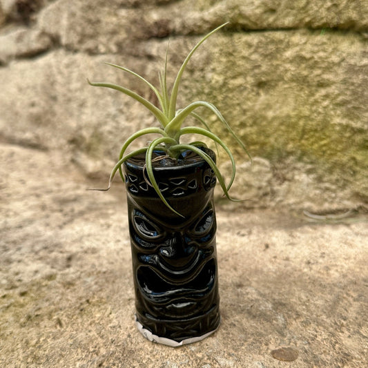 Ceramic Tiki Air Plant Holder – 4" Tillandsia Display in Black, Orange, White & Yellow - Rainforest Flora