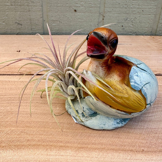 Dino Baby Tillandsia Planters – 3" Ceramic Dinosaurs in Eggshells with Live Air Plants - Rainforest Flora