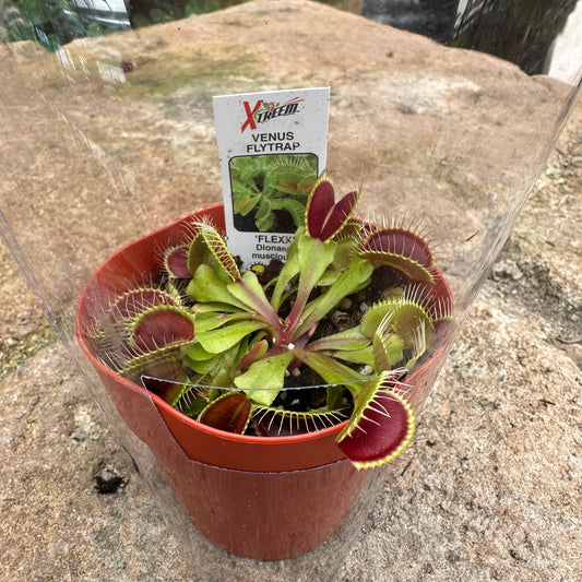 Dionaea muscipula (Venus Flytrap) - Rainforest Flora