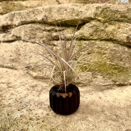 Gear-Shaped Ceramic Tillandsia Holder with Metal Prongs – Industrial Air Plant Display - Rainforest Flora