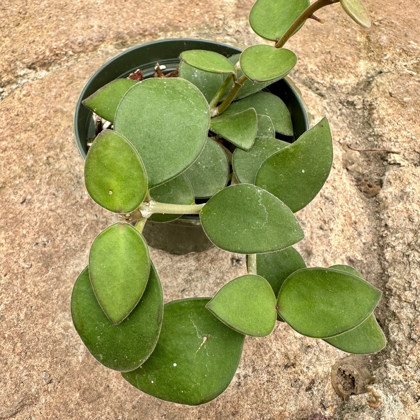 Hoya nummularioides - Rainforest Flora