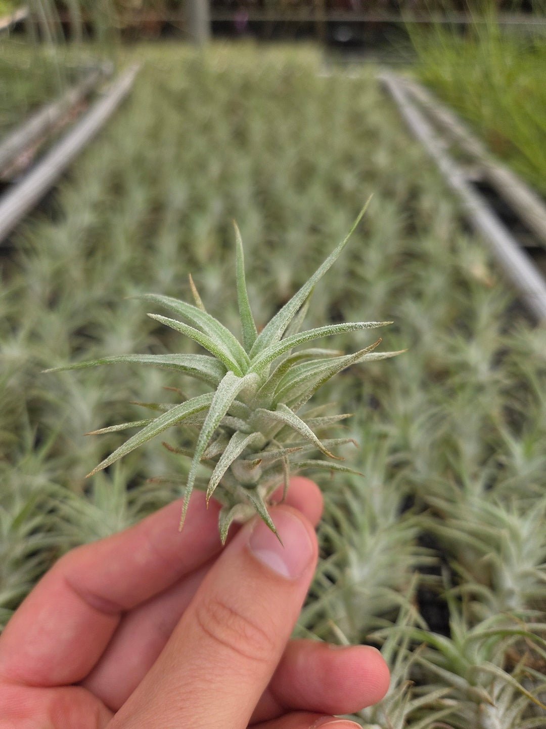 ionantha v. vanhyningii - Rainforest Flora